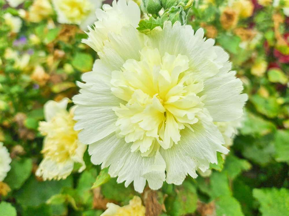 Stockros 'Spring Celebrities Lemon'